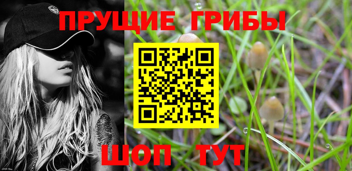 Саратов  Галлюциногенные грибы Psilocybine cubensis  Вход с VPN 